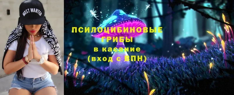 цены   Ряжск  Псилоцибиновые грибы Psilocybe 